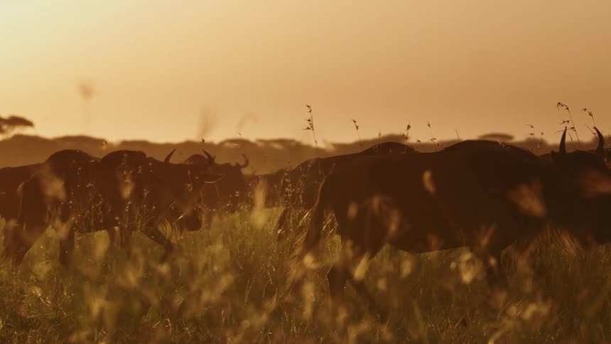 A herd of wildebeest are walking across the prairie with trees in the distance