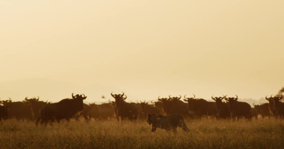 A lioness walks menacingly alongside of a large herd of wildebeest who watch her pass with unease as they graze on the tall grass