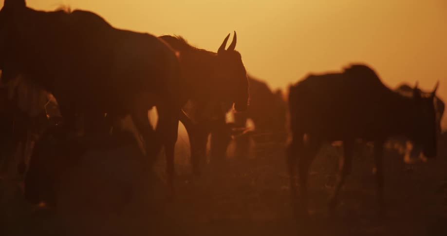 A herd of wildebeest kicks up dust as they walk