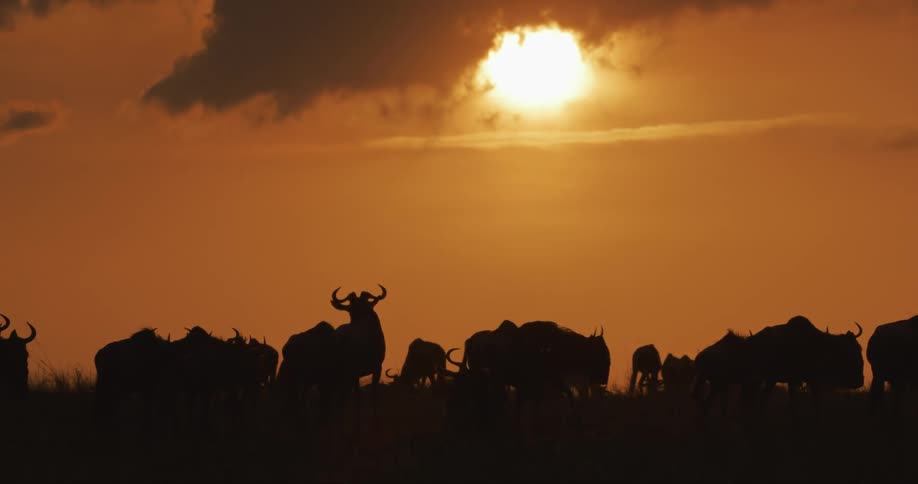 The sun casts a red glow from behind clouds as wildebeest walk across the land
