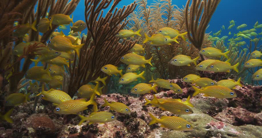 A school of yellow fish are swimming around coral on the seabed