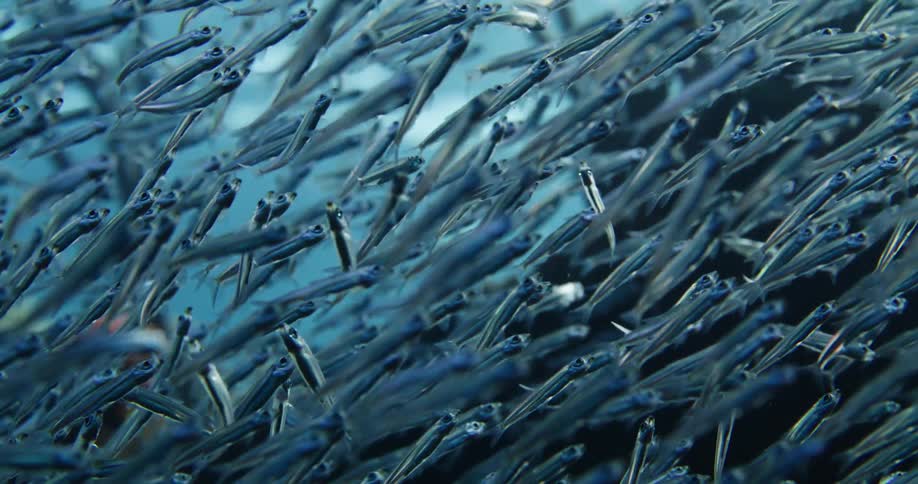 Light shines on the water as a school of small fish are swimming and it begins to get dark