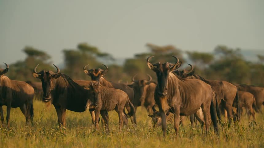 A herd of wildebeest is grazing on the grass