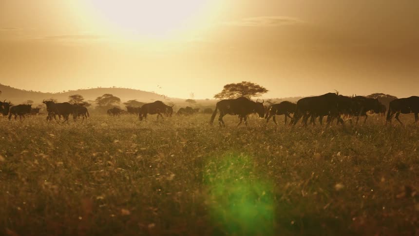A herd of wildebeest walk on the landscape