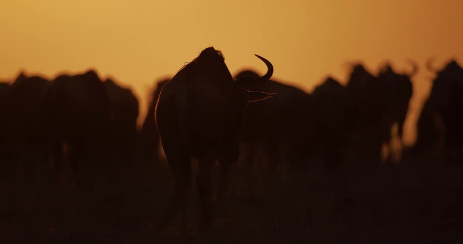Silhouetted wildebeest in a field at sunset