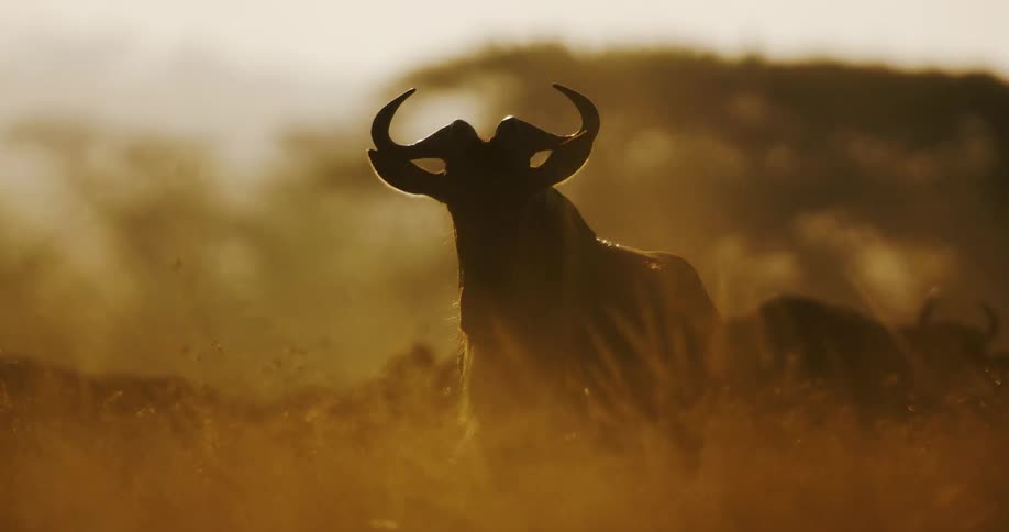 A wildebeest in a herd stops to stare while the others graze on grass