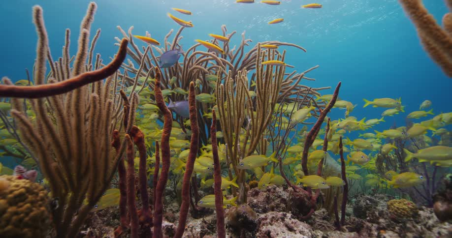 A large school of yellow fish are swimming along the seabed among coral as orange and blue fish swim above them