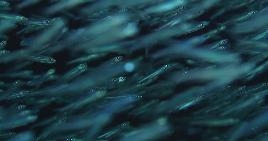 A view of a school of fish swimming