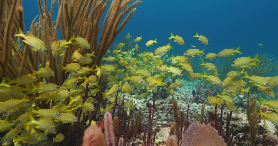 A school of small yellow fish swim together above the ocean floor