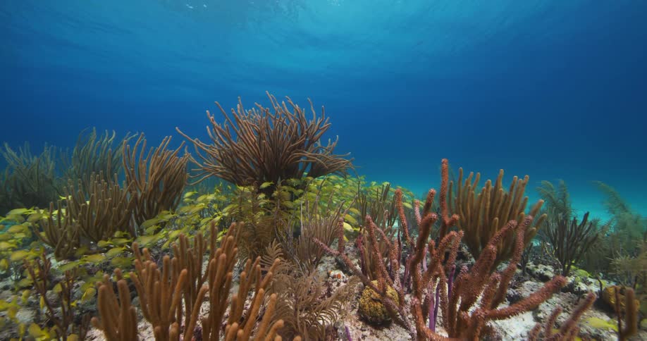 School of bright yellow fish swim among kelp and coral near seafloor