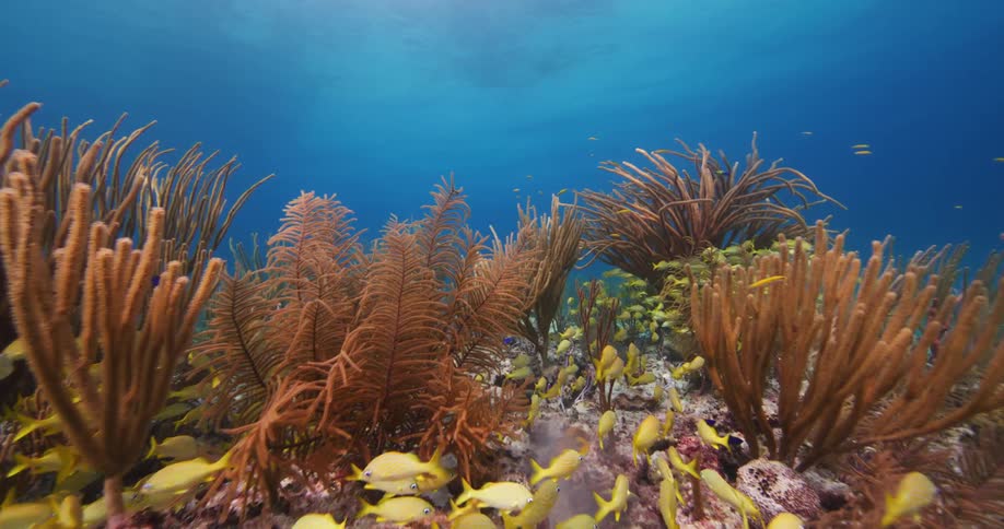 A school of yellow fish swimming by a sea bed