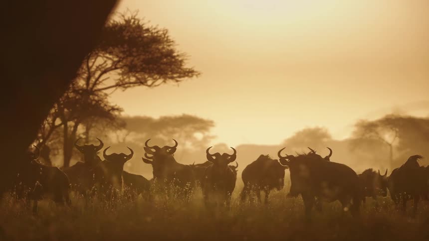 A herd of wildebeest graze in a field