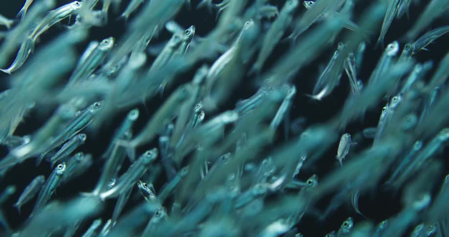 Hundreds of tiny fish swim up close together
