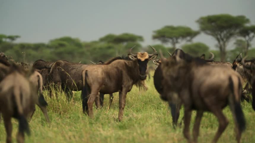 A herd of wildebeest is walking across a field