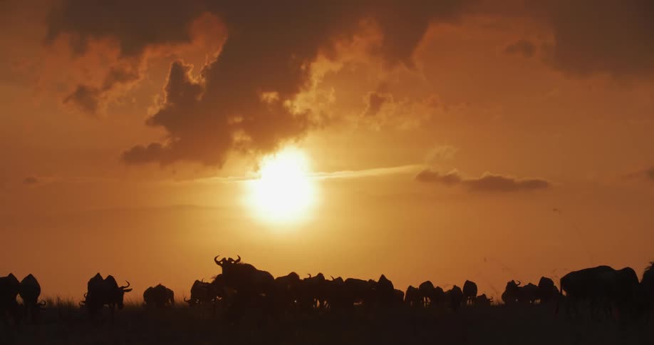 The sun is setting over the landscape of wildebeest