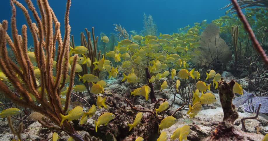 A school of yellow fish swimming through seaweed on the ocean floor
