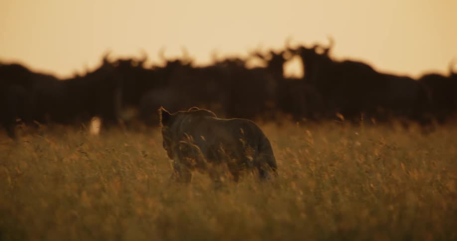 A lion is hunting a herd of wildebeest at sunset