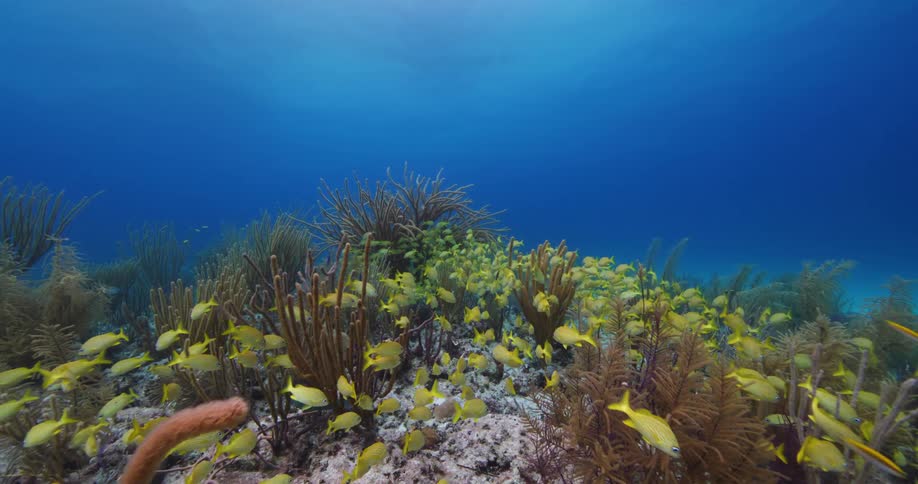 Fish swim through the ocean past coral