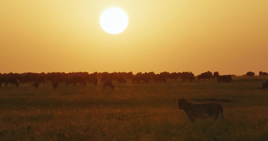A view of a lion walking near a herd of wildebeest