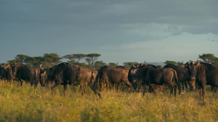 Wildebeest herd meanders over savanna with yellow wildflowers