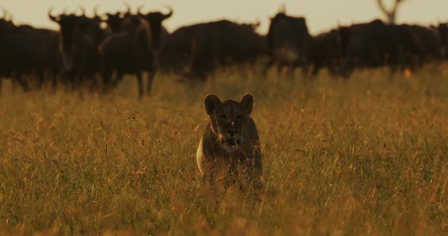 A lioness in a grassy field with wildebeest in the distance