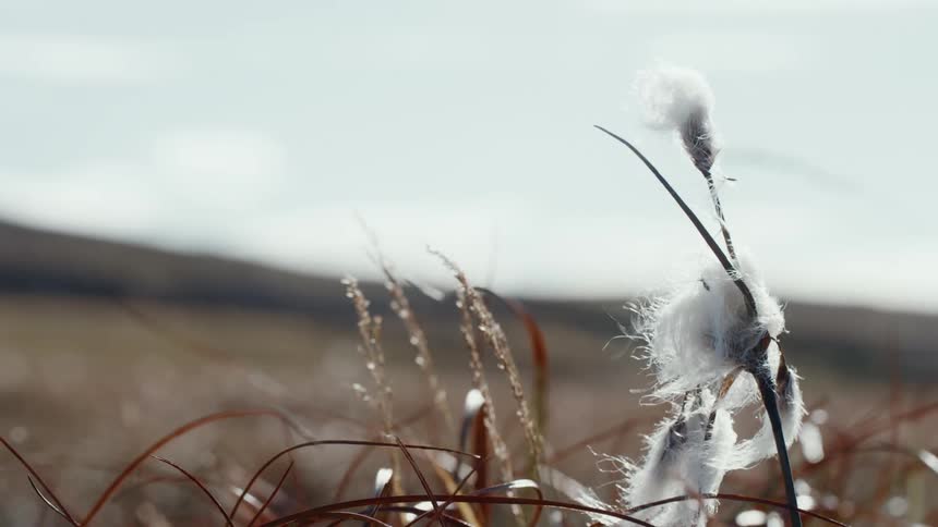 White cottony plume topping a grass stalk waves in wind blowing through field