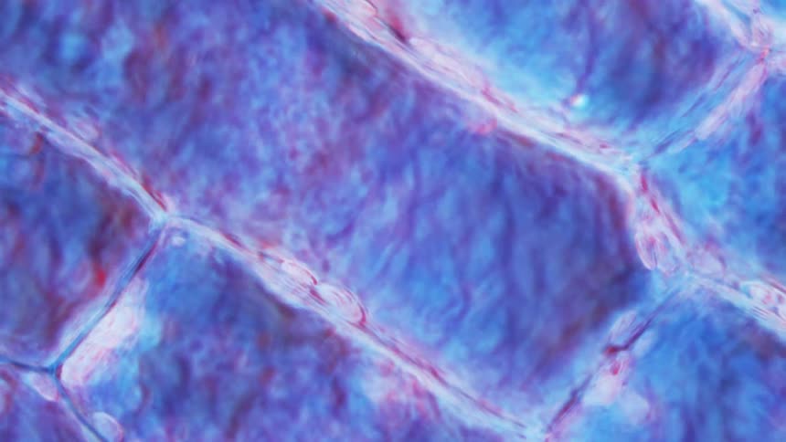 Hallucinogenic drugs moving under a microscope