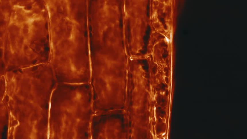 Microscopic cells under the skin of a being