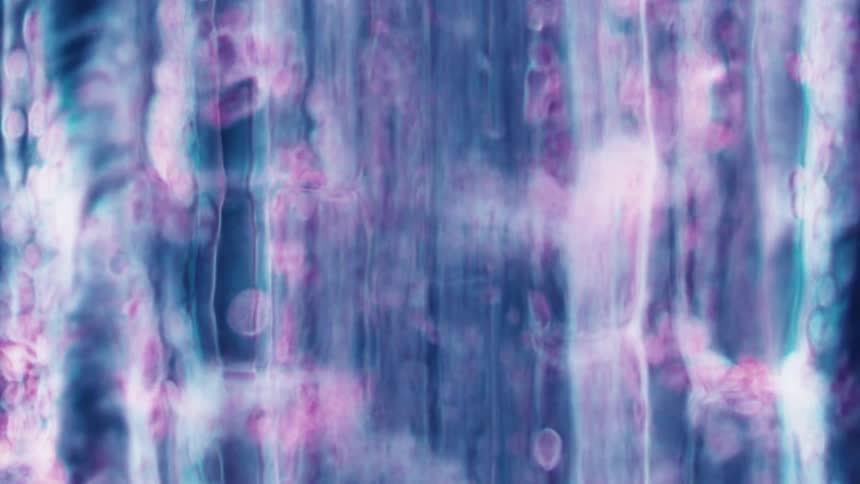 A microscope shows human cells and nerve activity