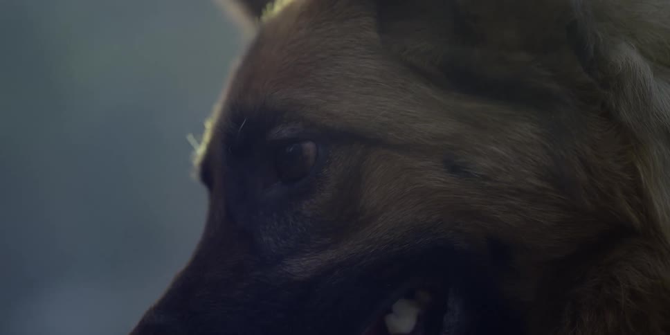 There is a dog that is smiling and looks very happy