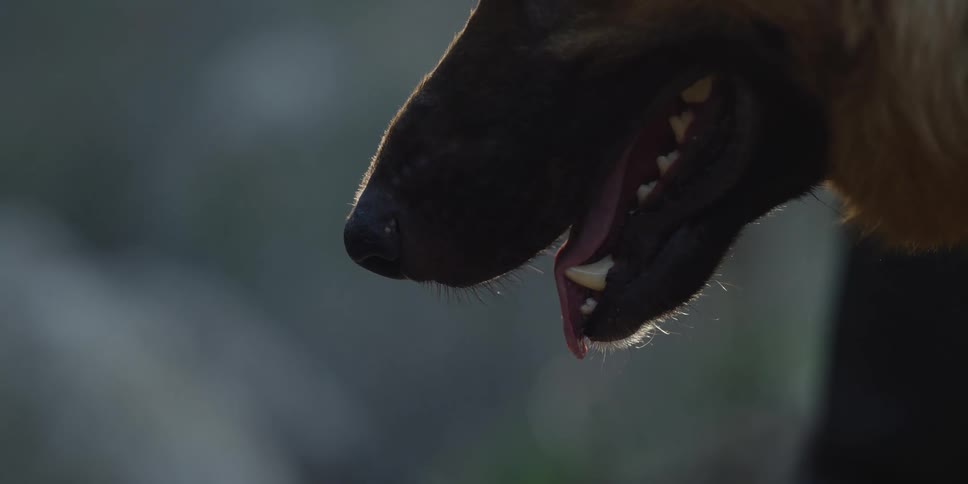 Close up of a dogs mouth with its tongue hanging out
