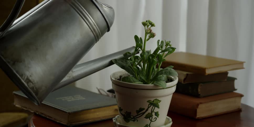 Man waters flowering houseplant with watering can before sitting down in nearby chair