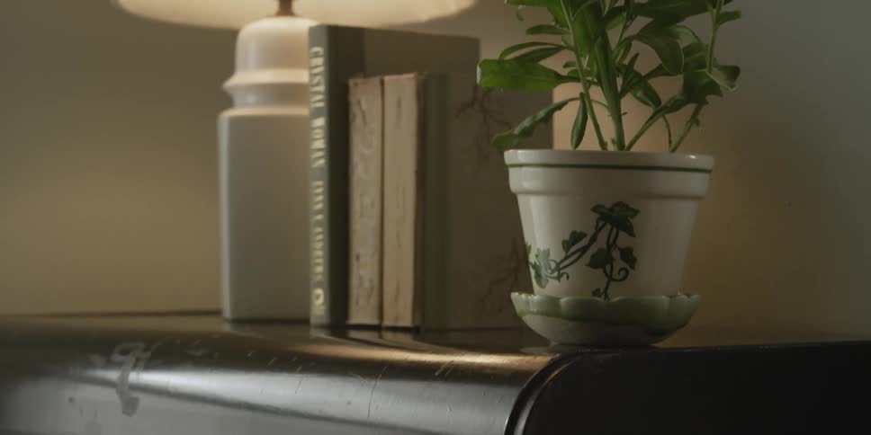 A potted houseplant on a piece of furniture with books and a table lamp