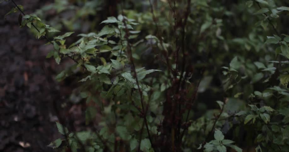 Travelling past weeds