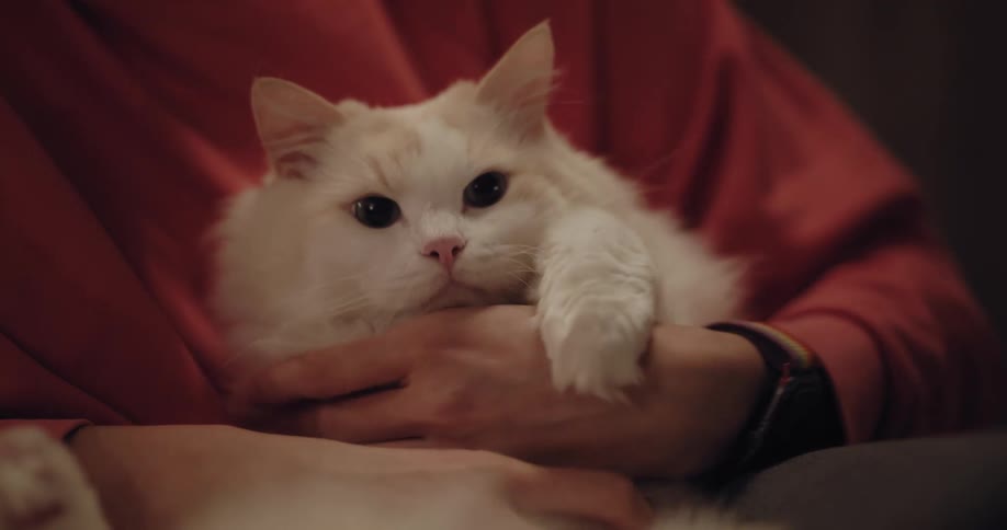 An adult is holding there cat and is petting them