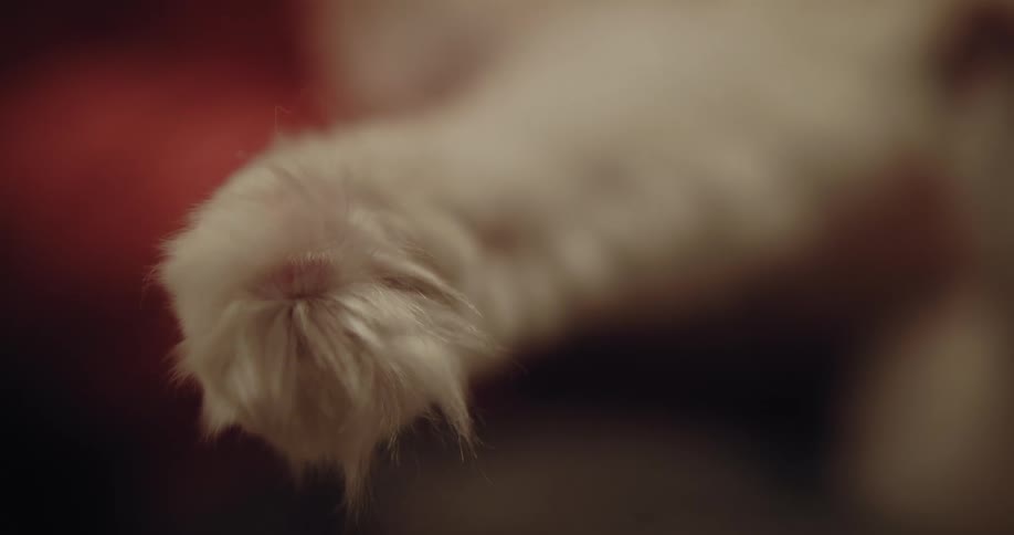 A cat sits on furniture with its back foot sticking out