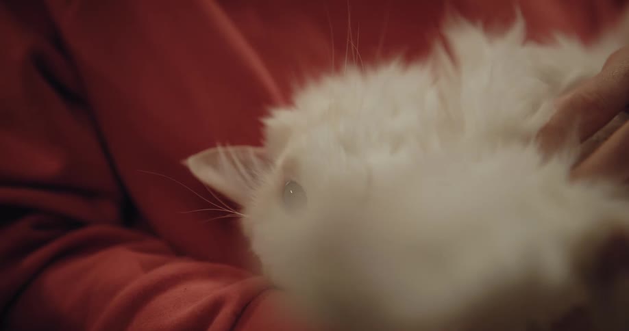 A man pets his cat while it lies on his lap