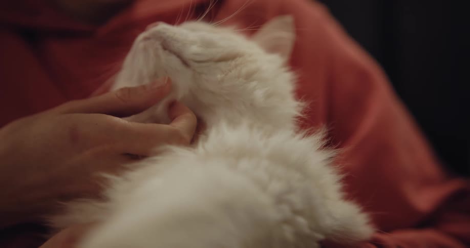 A woman is holding a fluffy white cat and rubbing it under the chin with her finger