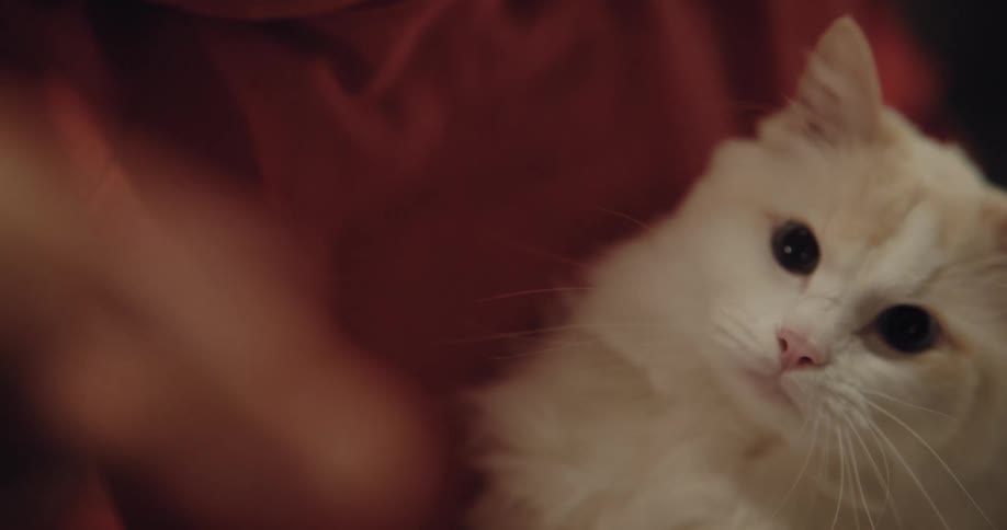 A cat is being playful inside of there home