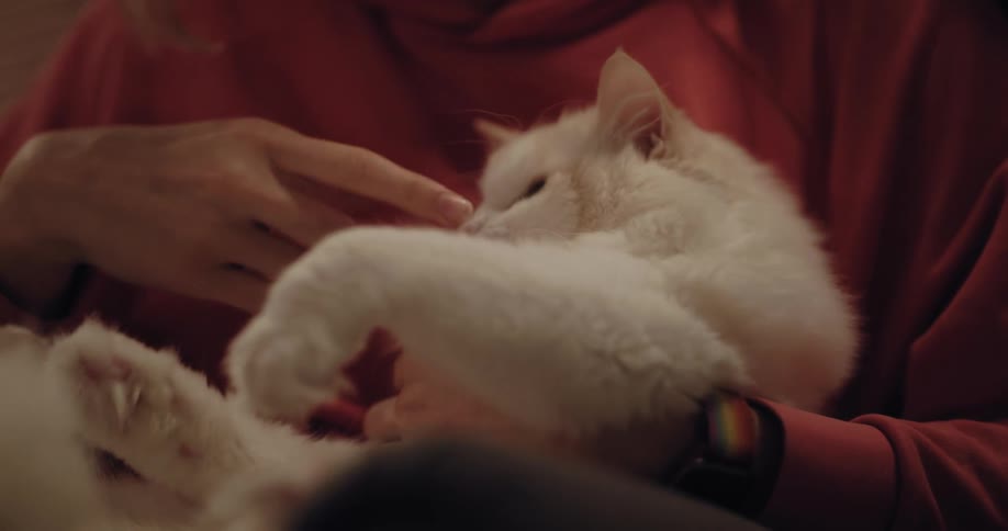 Woman wearing red shirt pets white cat