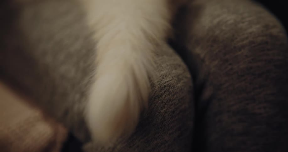 Woman with gray leggings sits on couch holding a white cat wagging its tail