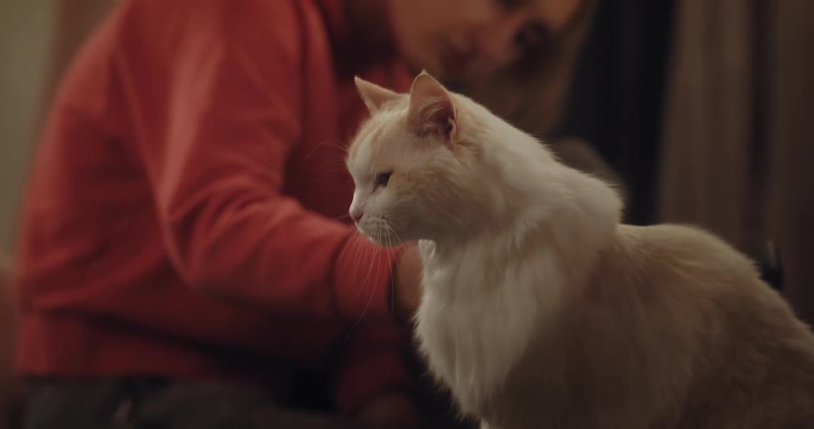 A woman is sitting on the floor brushing her fluffy white cat