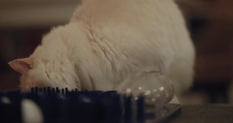 A cat is standing on a table and taking treats out of a small fish bowl and eating them
