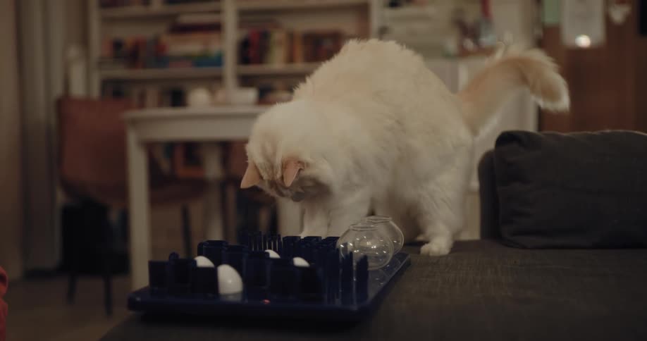 Cat claws at contents of tray sitting on couch