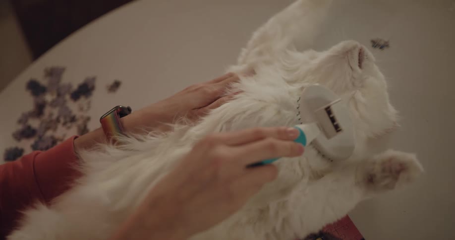 A woman brushes her cats stomach while it lies on a table