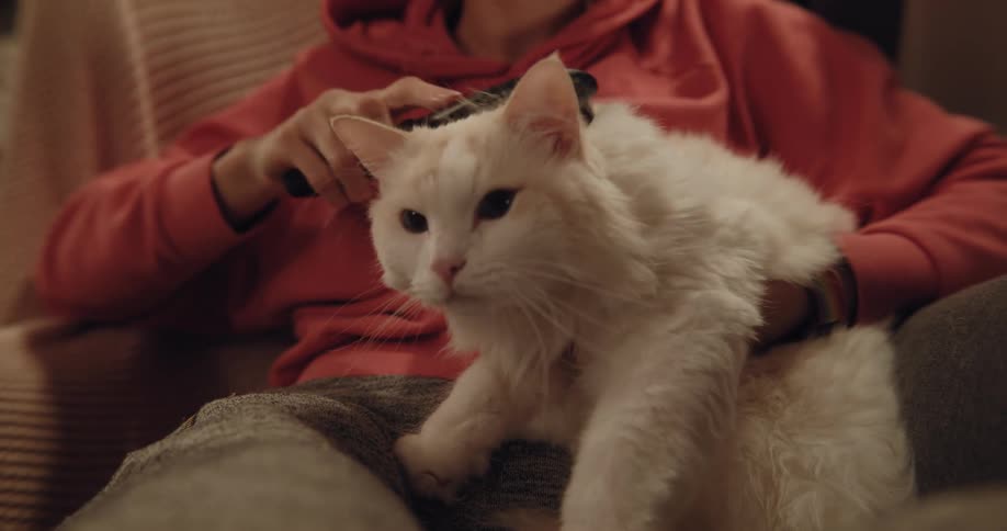 A woman is holding her big fluffy white cat and brushing its fur and she kisses its head