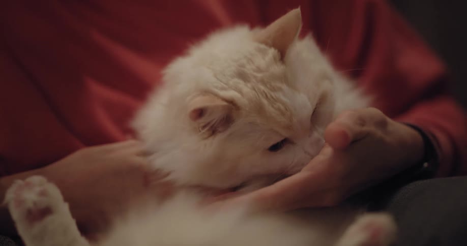 A woman pets her cat under its chin