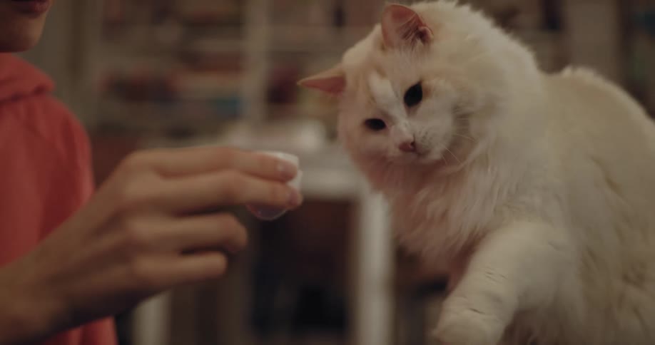 A cat is eating food inside of there home