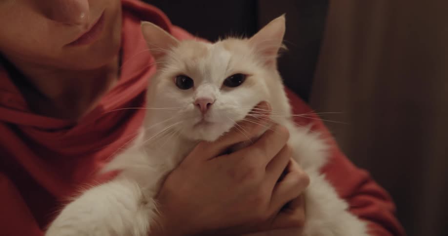 Woman wearing red hoodie strokes white cat