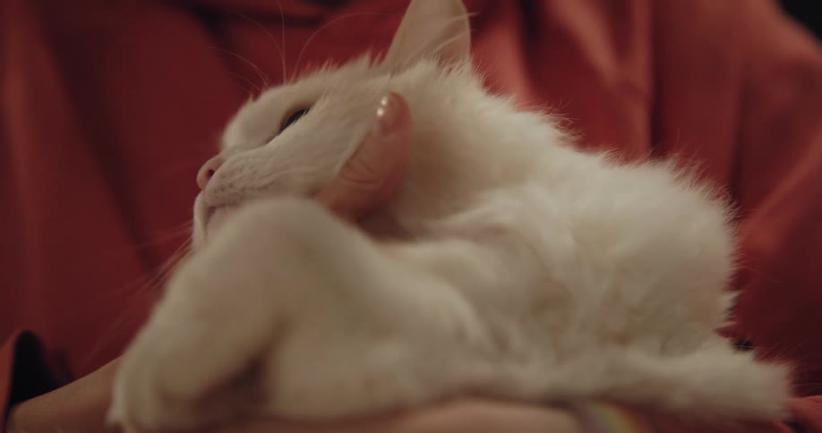 A woman is holding her fluffy white cat and rubbing it under the chin with her finger